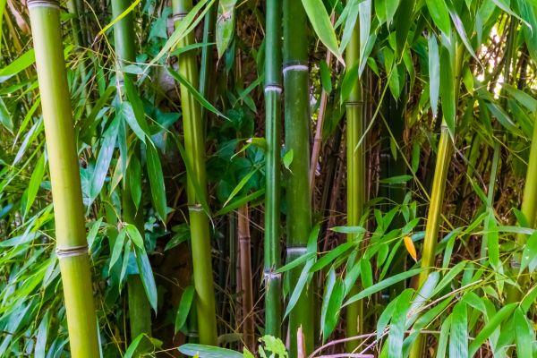 Bamboo Trimming in West Jordan