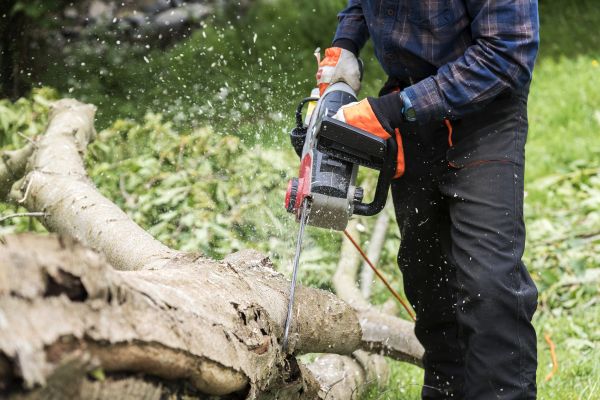 Cost of Branch Removal Service in West Jordan