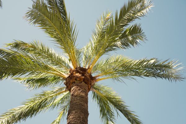 Palm Tree Pruning in West Jordan