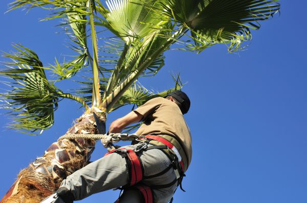 Palm Tree Trimming in West Jordan