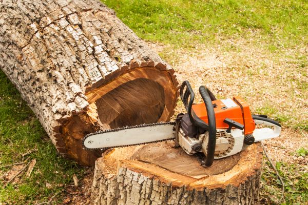 Tree Cutting Service in West Jordan