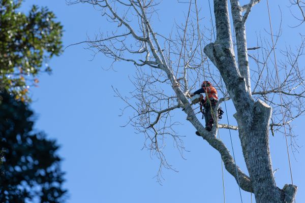 Cost of Tree Topping Service in West Jordan