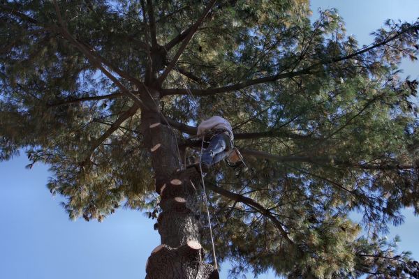 Cost of Trimming Service in West Jordan