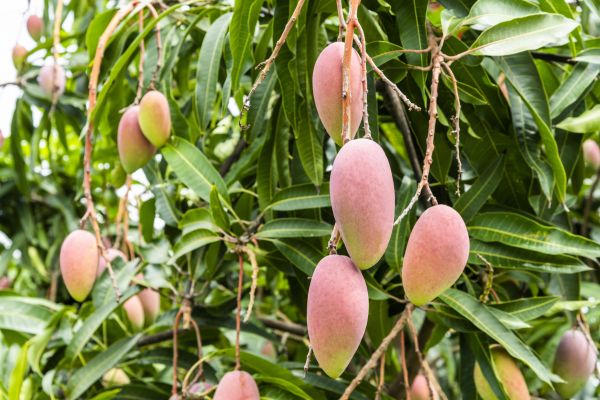 Cost of Mango Tree Trimming in West Jordan