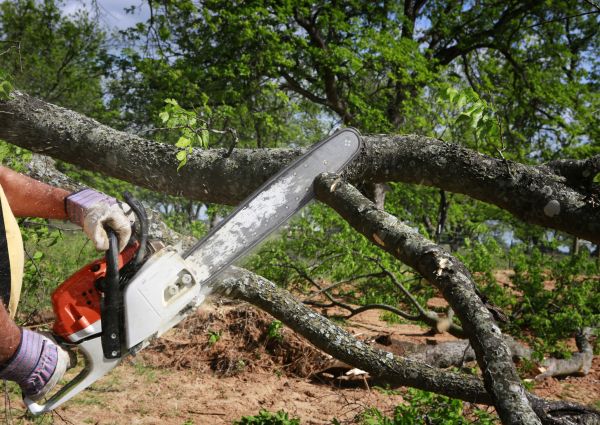 Tree Branch Cutting in West Jordan
