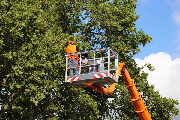 Commercial Tree Service in West Jordan