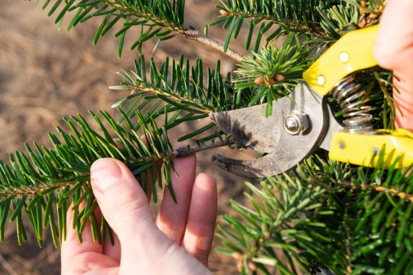 Pine Tree Pruning in West Jordan