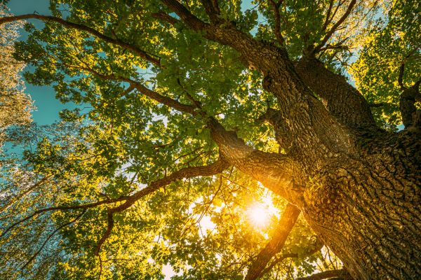 Cost of Oak Tree Pruning in West Jordan