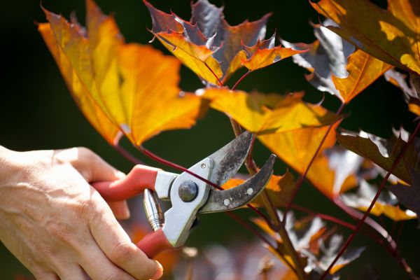 Cost of Maple Tree Pruning in West Jordan