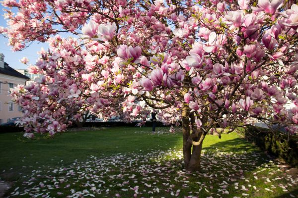 Magnolia Tree Pruning in West Jordan