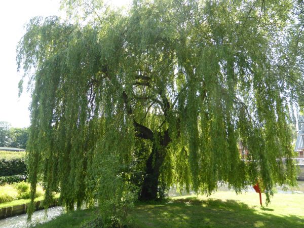 Willow Tree Trimming in West Jordan