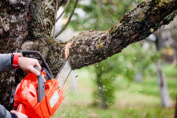 Cost of Tree Limbs Removal in West Jordan