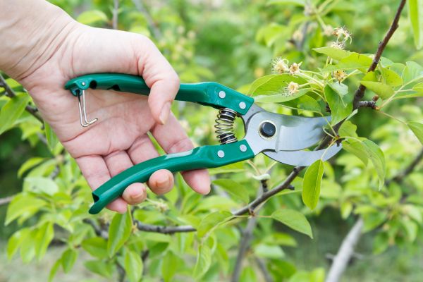 Cost of Pear Tree Pruning in West Jordan