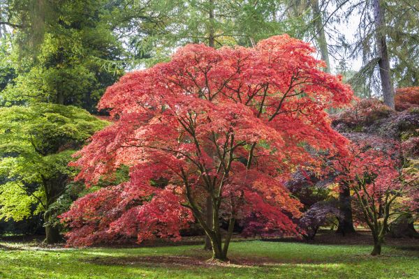 Japanese Maple Pruning in West Jordan