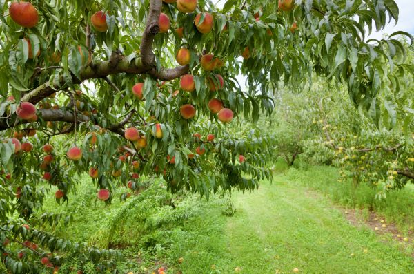 Cost of Peach Tree Pruning in West Jordan