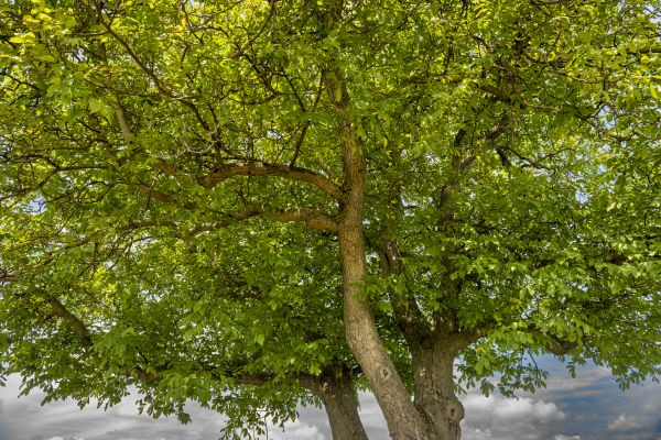 Cost of Walnut Tree Trimming in West Jordan