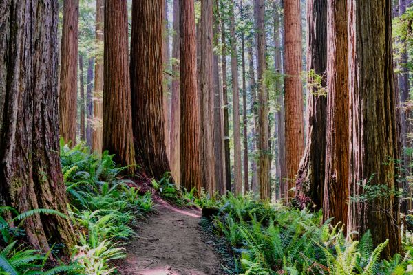 Cost of Redwood Tree Trimming in West Jordan