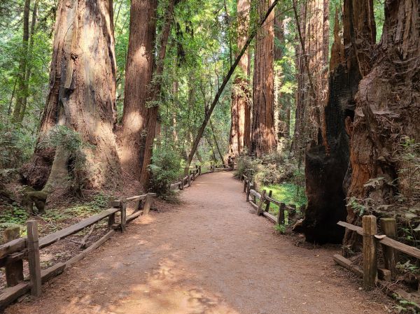 Cost of Redwood Tree Pruning in West Jordan