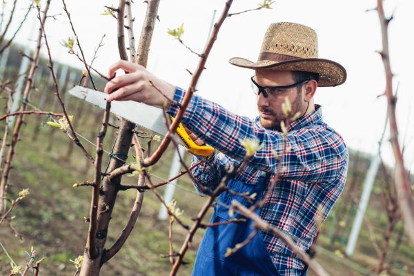 Cost of Orchard Tree Pruning in West Jordan