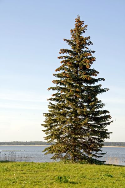 Spruce Tree Pruning in West Jordan