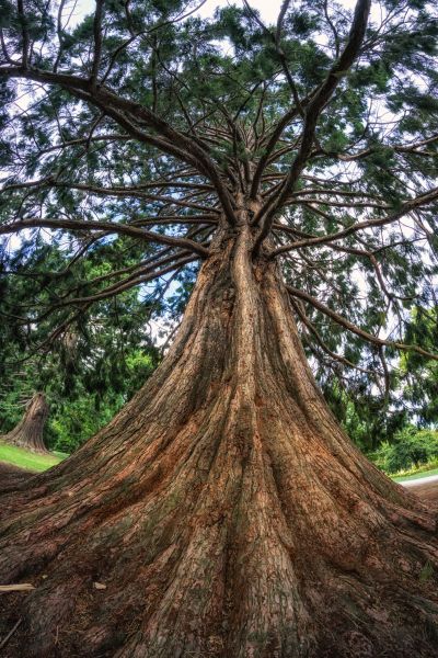 Cedar Tree Pruning in West Jordan