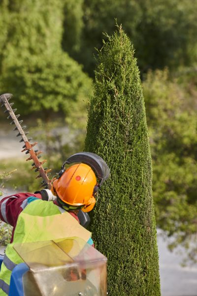 Cypress Tree Trimming in West Jordan
