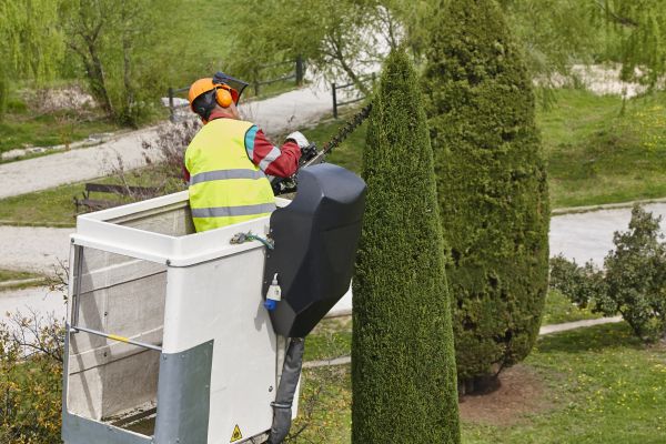Cypress Tree Pruning in West Jordan