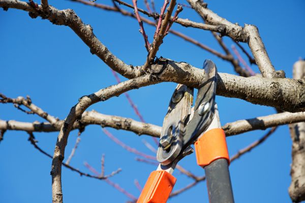 Peach Tree Trimming in West Jordan