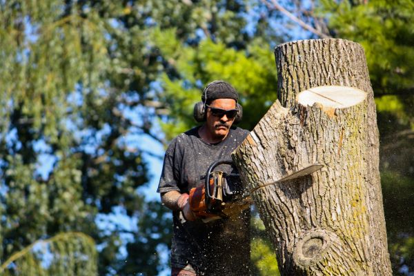 Cost of Ash Tree Pruning in West Jordan