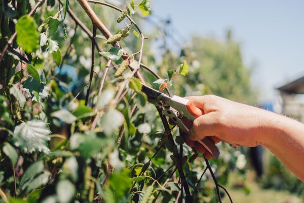 Birch Tree Pruning in West Jordan