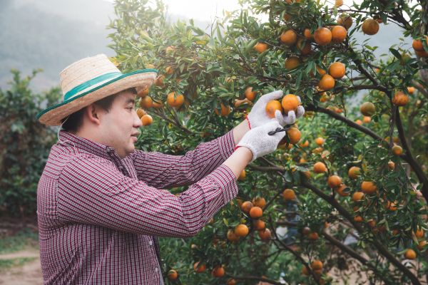 Orange Tree Pruning in West Jordan