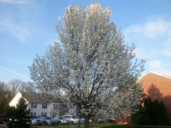 Bradford Pear Tree Pruning in West Jordan