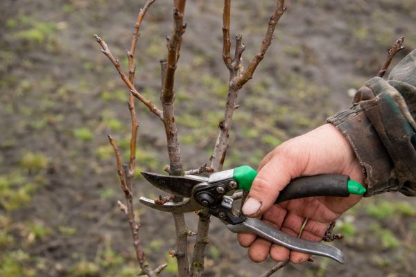 Cost of Pear Trees Pruning in West Jordan