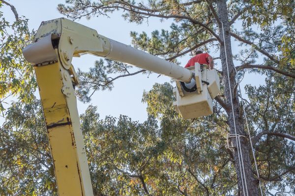 Cost of Limbs Trimming in West Jordan