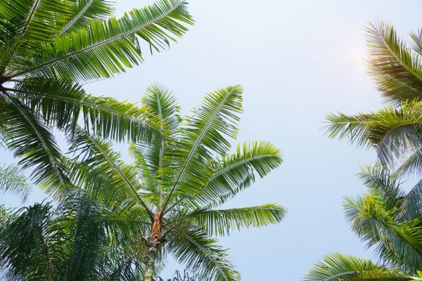 Cost of Queen Palm Tree Trimming in West Jordan