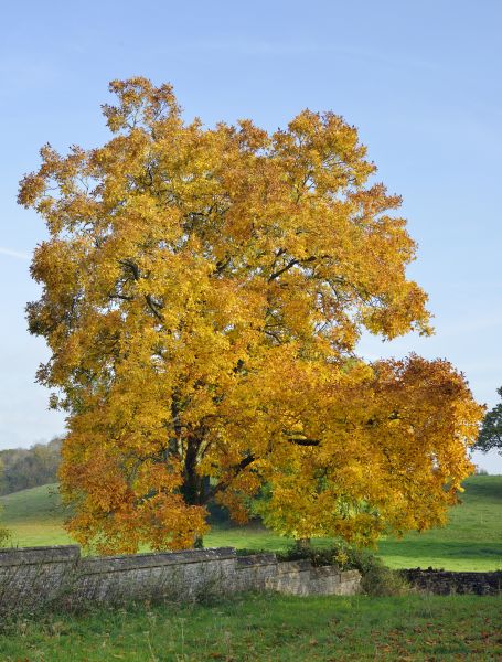 Cost of Hickory Tree Trimming in West Jordan