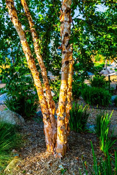 River Birch Trimming in West Jordan