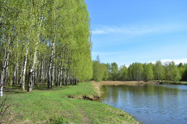 River Birch Pruning in West Jordan