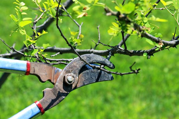 Cost of Branches Pruning in West Jordan
