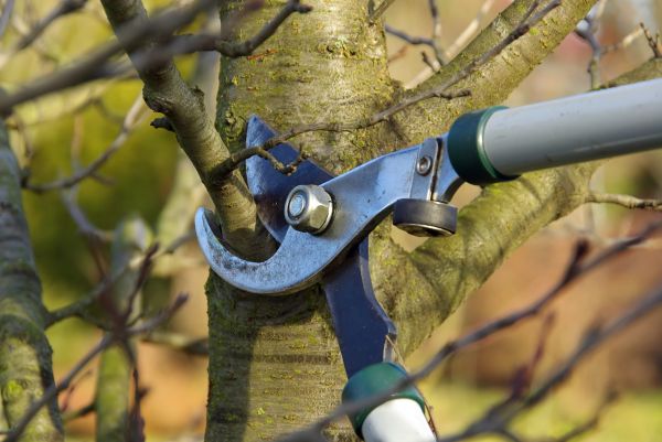 Cost of Tree Limb Trimming Service in West Jordan