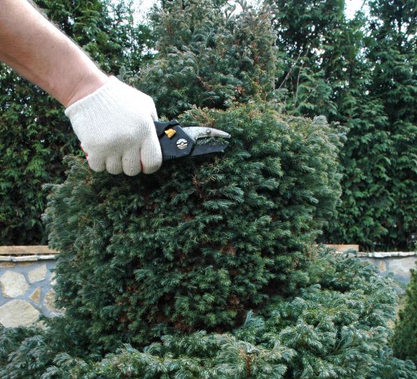 Cost of Ornamental Tree Trimming in West Jordan