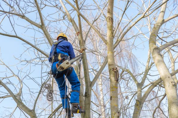 Cost of Large Tree Trimming in West Jordan