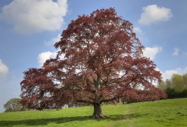 Cost of Beech Tree Pruning in West Jordan