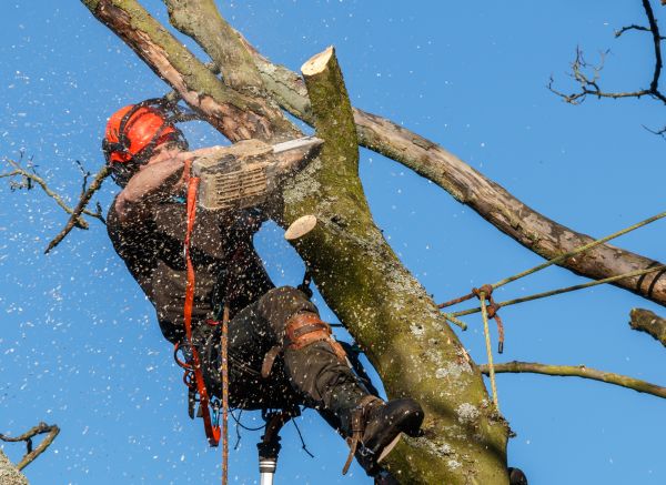 Tree Trimming Service in West Jordan