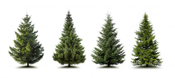 Cost of Pine Tree Trimming in West Jordan
