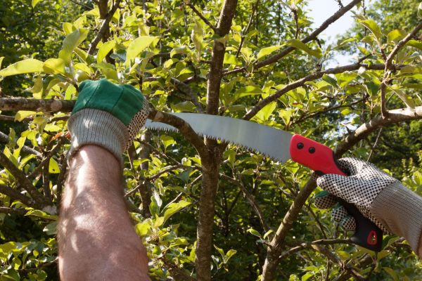 Apple Tree Trimming in West Jordan