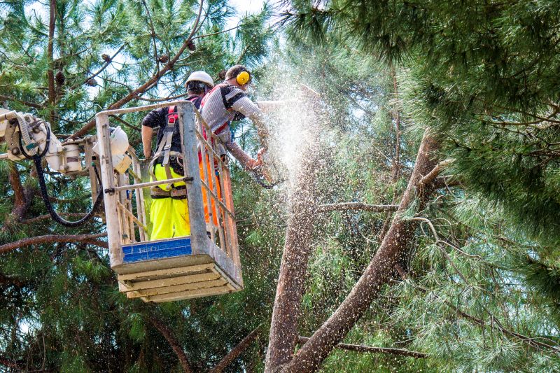 Cypress Tree Trimming