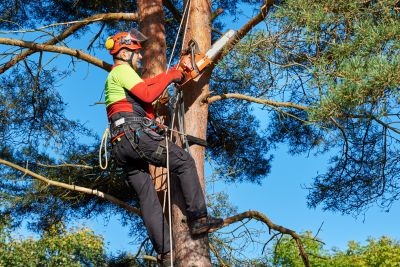 Tree Maintenance Plans